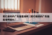 爱打麻将的广东猫是谁啊（爱打麻将的广东猫是谁啊图片）